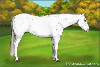 Horse Color:White Spotted Black Splash Tobiano Frame Near Leopard 