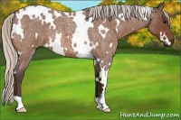 Horse Color:White Spotted Silver Bay Roan 