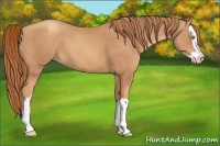 Horse Color:Gold Champagne Splash