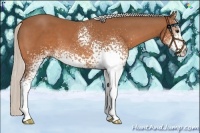 Horse Color:White Spotted Silver Bay 