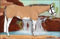 Horse Color:Silver Bay Sabino Splash 