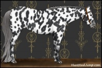 Horse Color:Black Near Leopard