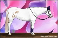 Horse Color:Chestnut Pearl Tobiano Appaloosa 