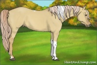 Horse Color:Palomino Dun Tobiano 