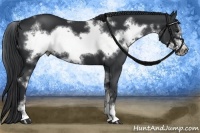 Horse Color:White Spotted Black Sabino Frame 
