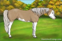 Horse Color:Silver Buckskin Roan Splash