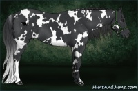 Horse Color:White Spotted Black