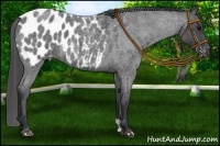 Horse Color:Blue Roan Appaloosa 
