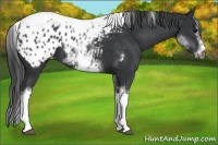 Horse Color:White Spotted Black Splash Tobiano Frame Appaloosa 