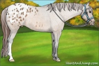 Horse Color:Bay Dun Appaloosa 