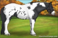 Horse Color:Black Tobiano Frame Appaloosa 