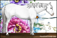 Horse Color:Brown Dun Appaloosa 