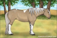 Horse Color:Silver Buckskin Dun Tobiano 