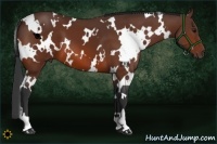 Horse Color:White Spotted Bay 