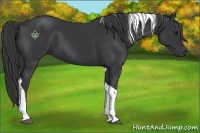 Horse Color:Black Tobiano 