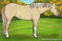 Horse Color:Palomino Dun Tobiano 