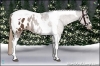 Horse Color:Liver Chestnut Tobiano Appaloosa 