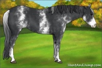 Horse Color:White Spotted Black 
