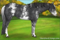 Horse Color:White Spotted Black