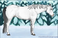 Horse Color:White Spotted Black