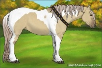 Horse Color:Chocolate Palomino Dun Tobiano 