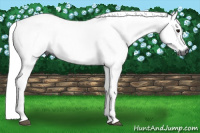 Horse Color:Gray Bay Tobiano 