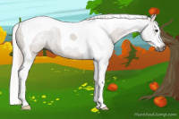 Horse Color:Gray Chestnut Splash Tobiano