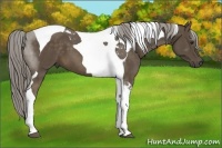 Horse Color:Chocolate Palomino Tobiano 