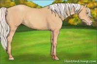 Horse Color:Silver Amber Champagne 