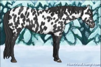 Horse Color:Black Appaloosa 