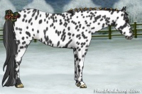 Horse Color:Black Appaloosa 