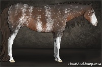 Horse Color:White Spotted Liver Chestnut 