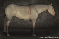 Horse Color:Liver Red Dun Sabino 