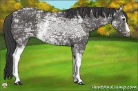 Horse Color:White Spotted Smoky Black Ice 