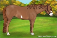Horse Color:Chestnut Frame