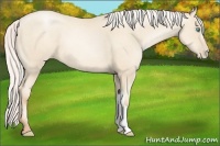 Horse Color:Silver Amber Cream Champagne Pearl
