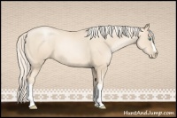Horse Color:Gold Cream Champagne Pearl 