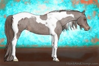 Horse Color:Liver Chestnut Tobiano Appaloosa
