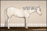 Horse Color:Gold Cream Champagne Pearl 