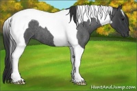 Horse Color:Blue Roan Tobiano 