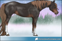 Horse Color:Liver Chestnut Tobiano Rabicano