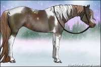 Horse Color:Liver Chestnut Tobiano Rabicano 