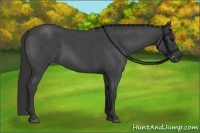 Horse Color:Blue Roan 