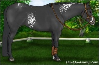 Horse Color:White Spotted Black