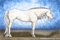 Horse Color:Silver Amber Cream Champagne Pearl Appaloosa