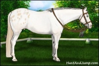 Horse Color:Gold Champagne Pearl Varnish 