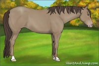 Horse Color:Classic Champagne 