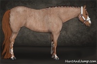 Horse Color:Red Roan  and Red Roan 