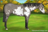 Horse Color:Smoky Grullo Roan Splash Frame 