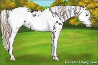 Horse Color:Liver Chestnut Sabino 